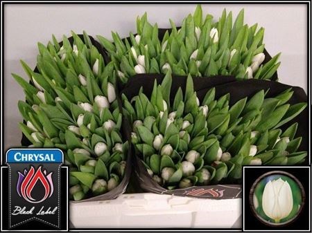 Тюльпан-Tulip-En Royal Virgin-36cm-38gr 7a88c82f-1c76-11f1-0a80-00f60022cf49