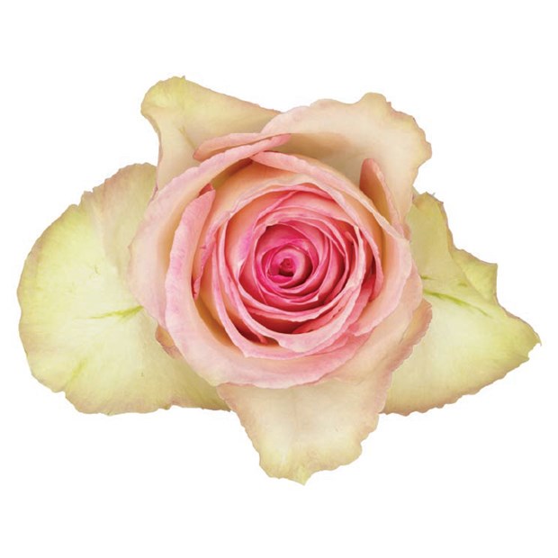 Роза-Rosa-Esperance-50cm-EF 834b6eca-4bc2-11f1-0a80-0dec007e9c03