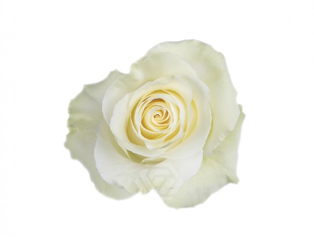 Роза-Rosa-Mondial-60cm-EF 83560a96-4bc2-11f1-0a80-0dec007e9c0c