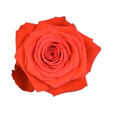 Роза-Rosa-Nina-60cm-EF 83593ae3-4bc2-11f1-0a80-0dec007e9c0f
