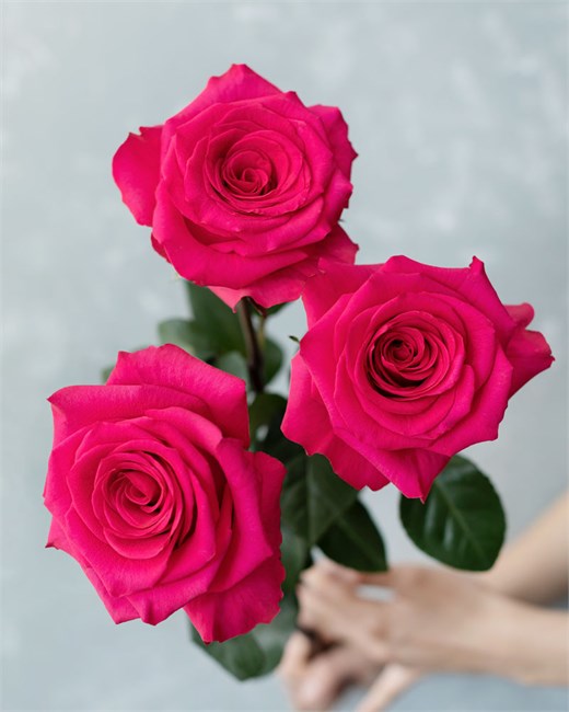 Роза-Rosa-Vi Pink-50cm-EF 836a61c7-4bc2-11f1-0a80-0dec007e9c1e