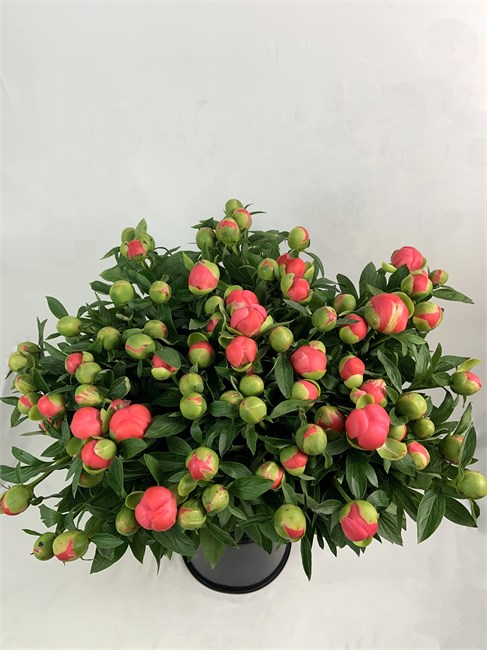 Пион-Peony-Pink Hawai-60cm-BS 8b3d8b76-36a7-11f1-0a80-148d0034fc8f