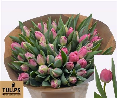 Тюльпан-Tulip-Du Brindisi-40cm/40gr 8fb878ad-132c-11f1-0a80-0fd10014e42f
