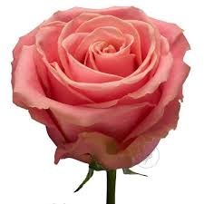 Роза-Rosa-Hermosa-60cm--MS 8fdfdd57-3737-11f1-0a80-16fa0032a3a4