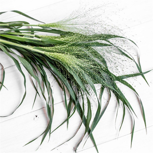 Паникум-Panicum Fontaine 70cm-GW 952c5ed0-5031-11f1-0a80-0c8300075cc9