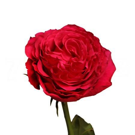 Роза-Rosa-Hotspot-50cm-QA 979ae337-370d-11f1-0a80-0d2b003e1657