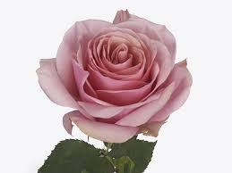 Роза-Rosa-Pink Wave-50cm--IS 989de892-31d3-11f1-0a80-0f6900000879