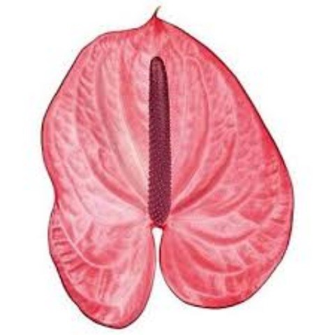 Антуриум (Anthurium) A Candy 99aef261-5030-11f1-0a80-032c0006c22c