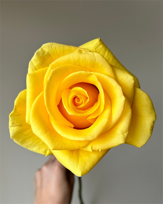 Роза-Rosa-Momentum-60cm-JR a03384a2-122f-11f1-0a80-0b1e00139f86