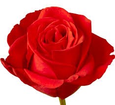 Роза-Rosa-New Face-60cm-JR a03c341a-122f-11f1-0a80-0b1e00139f89