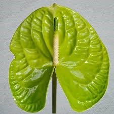 Антуриум (Anthurium) A Grand Slam a078b6d3-4bc1-11f1-0a80-1557002e19c5