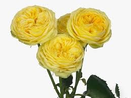 Роза куст-Rosa sp-Catalina-60cm-CN a163c2dc-482e-11f0-0a80-11bc0035360f