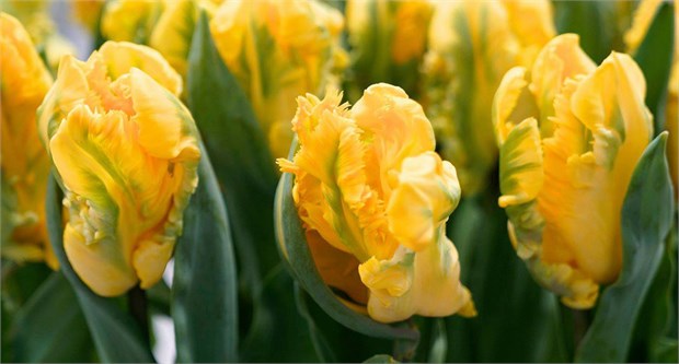 Тюльпан-Tulip-Pa Gold Race-44cm-60gr a260ca1f-29b7-11f1-0a80-1bd20034f20d
