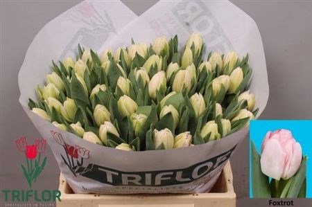 Тюльпан-Tulip-Du Foxtrot-36cm-40gr a27e3442-29b7-11f1-0a80-1bd20034f21d