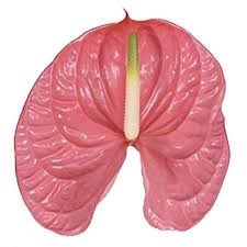 Антуриум (Anthurium) A Caribo a511d46b-5030-11f1-0a80-064000070f56