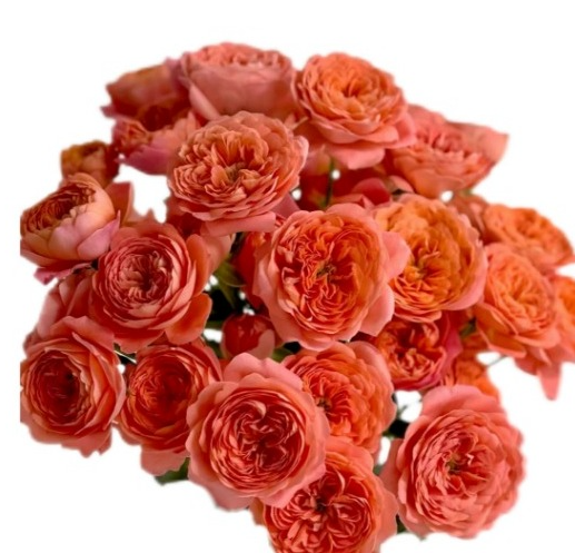 Роза куст-Rosa sp-Julieta Apricot-50cm-RS a70a54a5-14be-11f1-0a80-0d68000f1f56