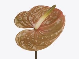 Антуриум (Anthurium) A Prestige ae36f428-4bc1-11f1-0a80-1ac7002ee259
