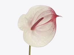 Антуриум (Anthurium) A Cumbia af0c2a06-5030-11f1-0a80-188a0006765f