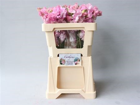 Латирус-Lathyrus-Parfum P Pink--55cm b346f43e-4220-11f1-0a80-1b75002f97e4