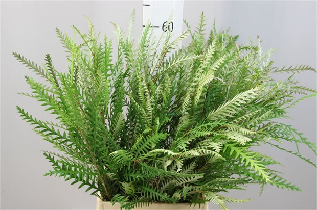 Гревиллея-Grevillea Ivanhoe 60cm-GW b4cfcf4d-3711-11f1-0a80-17be002a46fd