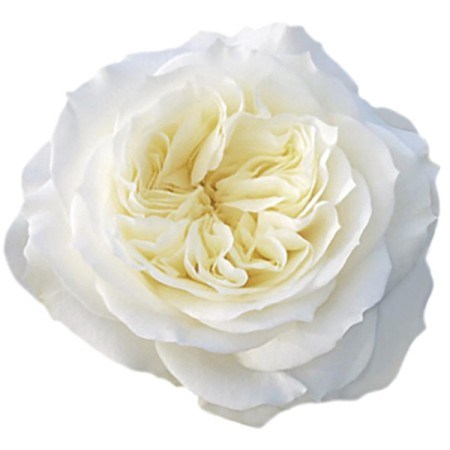 Роза-Rosa-Mayras White-60cm-QA b5a7d2c9-5297-11f1-0a80-17d800c93137