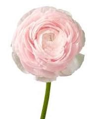 Ранункулус-Ranunculus-Cloni Lady-BS b69b42be-2c12-11f1-0a80-0d89000f6066
