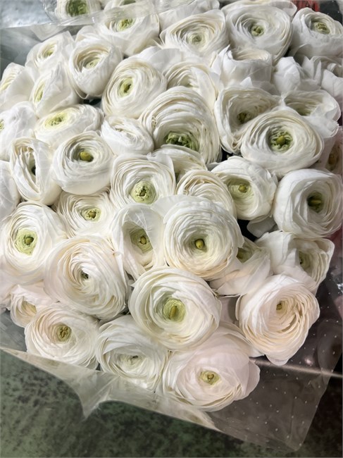 Ранункулус-Ranunculus-Cloni White-BS b69fb0c3-2c12-11f1-0a80-0d89000f6069