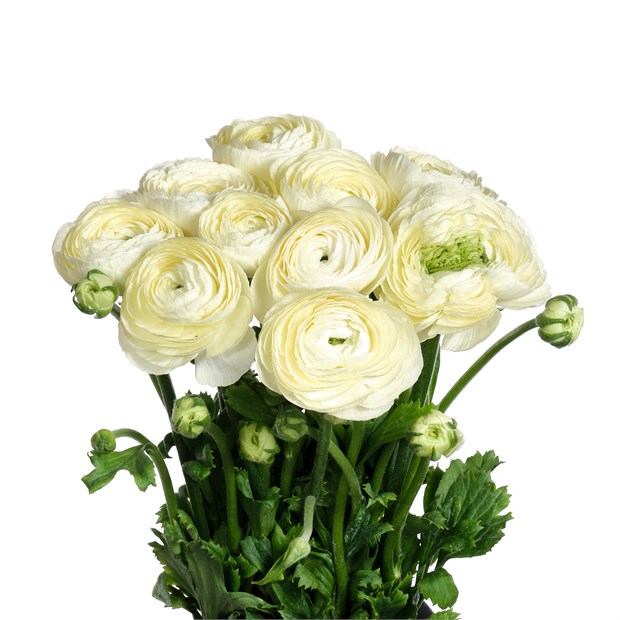 Ранункулус-Ranunculus-Cloni Comedia-BS b6a52255-2c12-11f1-0a80-0d89000f606c