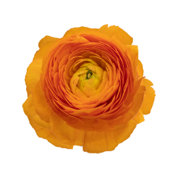 Ранункулус-Ranunculus-Cloni Mandarine-BS b6af4a4e-2c12-11f1-0a80-0d89000f6072