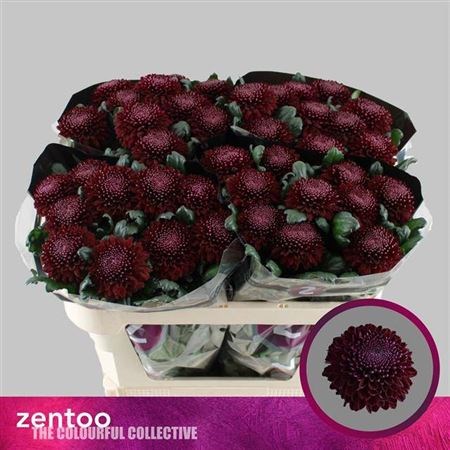 Хризантема одн-Chrysant Gr-Poker-70cm/75gr b9140979-1407-11f1-0a80-00d30015f031