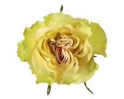 Роза-Rosa-Dynamic-60cm-QA b96169d0-2cc4-11f1-0a80-0b740011b2ee