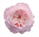 Роза-Rosa-Yuyi Gardens-40cm-JR bb261580-2cc4-11f1-0a80-0b740011b344