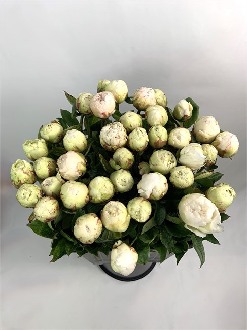 Пион-Peony-Bowl Of Cream-60cm--CE be9e5e30-3fba-11f1-0a80-0e0b0008b512