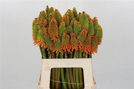 Книпхофия-Kniphófia-Eycone Peach-60cm c5c883a1-3fd9-11f1-0a80-1126001acbca