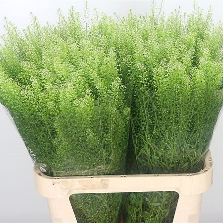 Лепидиум-Lepidium-Ru Green Bell-75cm-34gr c65e726e-3fd9-11f1-0a80-1126001acbf5