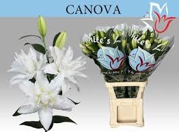 Лилия-Lilium-Or Du Canova-75cm c67542b6-3fd9-11f1-0a80-1126001acbf8