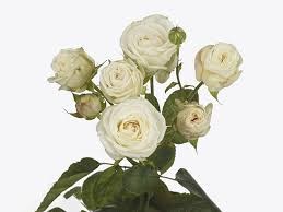 Роза куст-Rosa sp-Princess Bombastic-50cm-Si d27876dd-2c16-11f1-0a80-1bd200b5f936