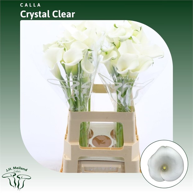 Калла-Zantedechia-Crystal Clear--65cm d4a7e12b-29e3-11f1-0a80-0f480024c7ab
