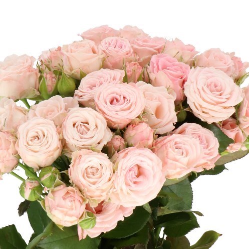 Роза куст-Rosa sp-Pink Majolika-53cm-Ti d81a4cc3-4ea6-11f1-0a80-17ce00169316