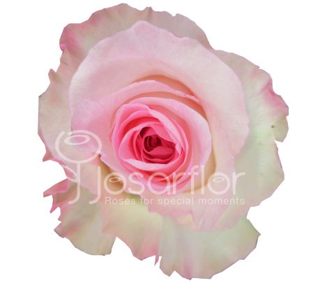 Роза-Rosa-Mandala-60cm-QA dcefa12f-40b1-11f1-0a80-11260051db35