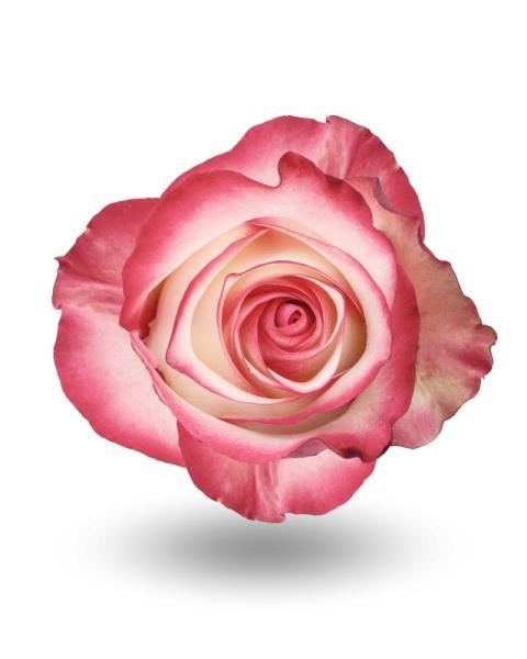 Роза-Rosa-Paloma-60cm-QA dcfb7072-40b1-11f1-0a80-11260051db38