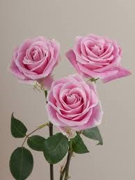 Роза-Rosa-Rosita Vendela-60cm-QA dd01d022-40b1-11f1-0a80-11260051db3b