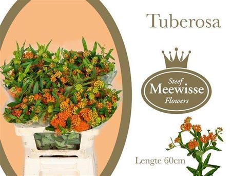 Асклепиас-Asclepias-Tuberosa-60cm de7d5029-4ead-11f1-0a80-17ce001af3d5