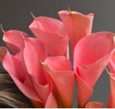 Калла-Calla-Lilies Light Pink-70cm-CE e2f586f2-3a5f-11f1-0a80-0b2b000f10b2