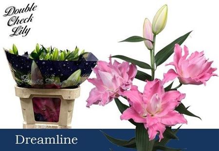 Лилия-Lilium-Or Du Dreamline-/80cm e434110f-132b-11f1-0a80-1b4d0014ae0e