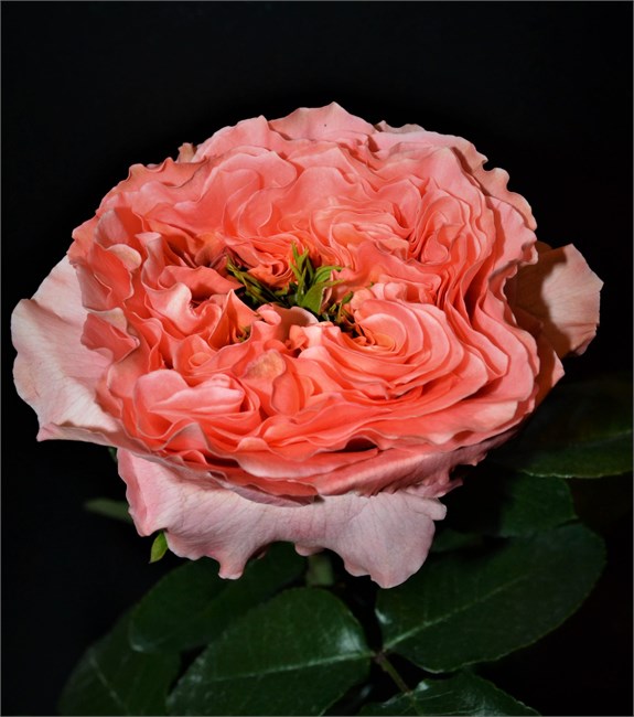Роза-Rosa-Dragonfly-60cm/TA e686361a-14b5-11f1-0a80-1b52001f9e3e