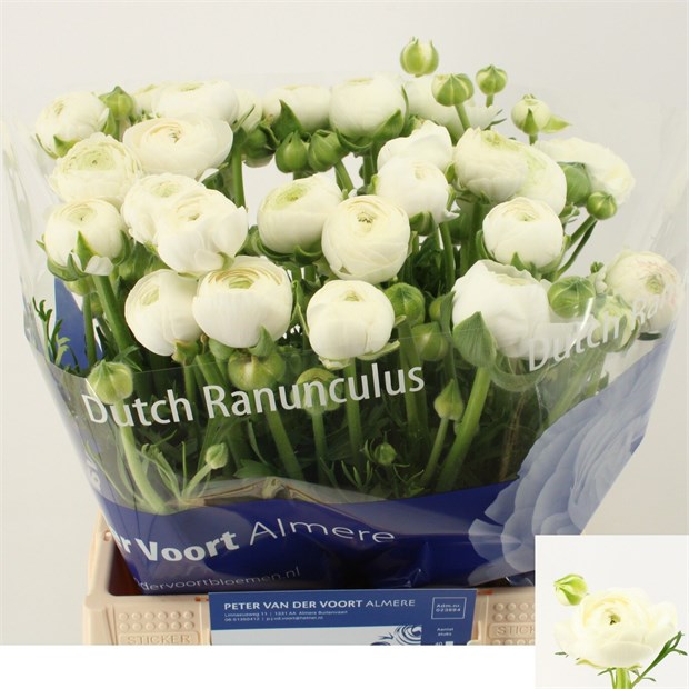 Ранункулус-Ranunculus-Aazur White-45cm-48gr e9608ac1-1a4d-11f1-0a80-116f005d712c