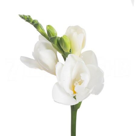 Фрезия-Freesia-Du Belleville-54cm-26gr e989009c-1a4d-11f1-0a80-116f005d7135