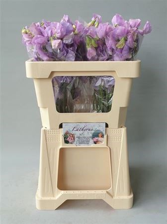 Латирус-Lathyrus-Wi Suns Laven-55cm e98de412-357d-11f1-0a80-148d0019b1ce
