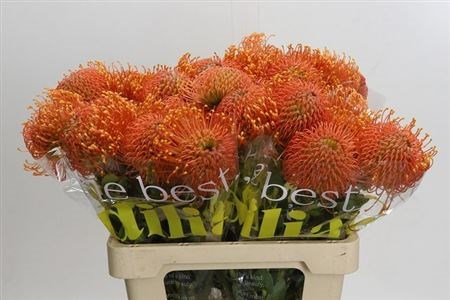Леукоспермум-Leucospermum-Ayoba Ora Zest-60cm e999b216-357d-11f1-0a80-148d0019b1d1